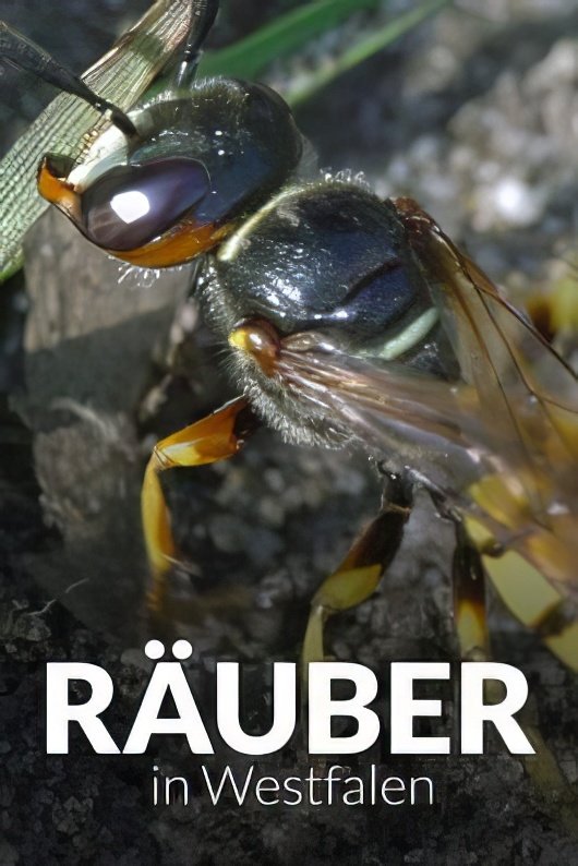 Räuber in Westfalen - Neues Leben in Panzerspuren