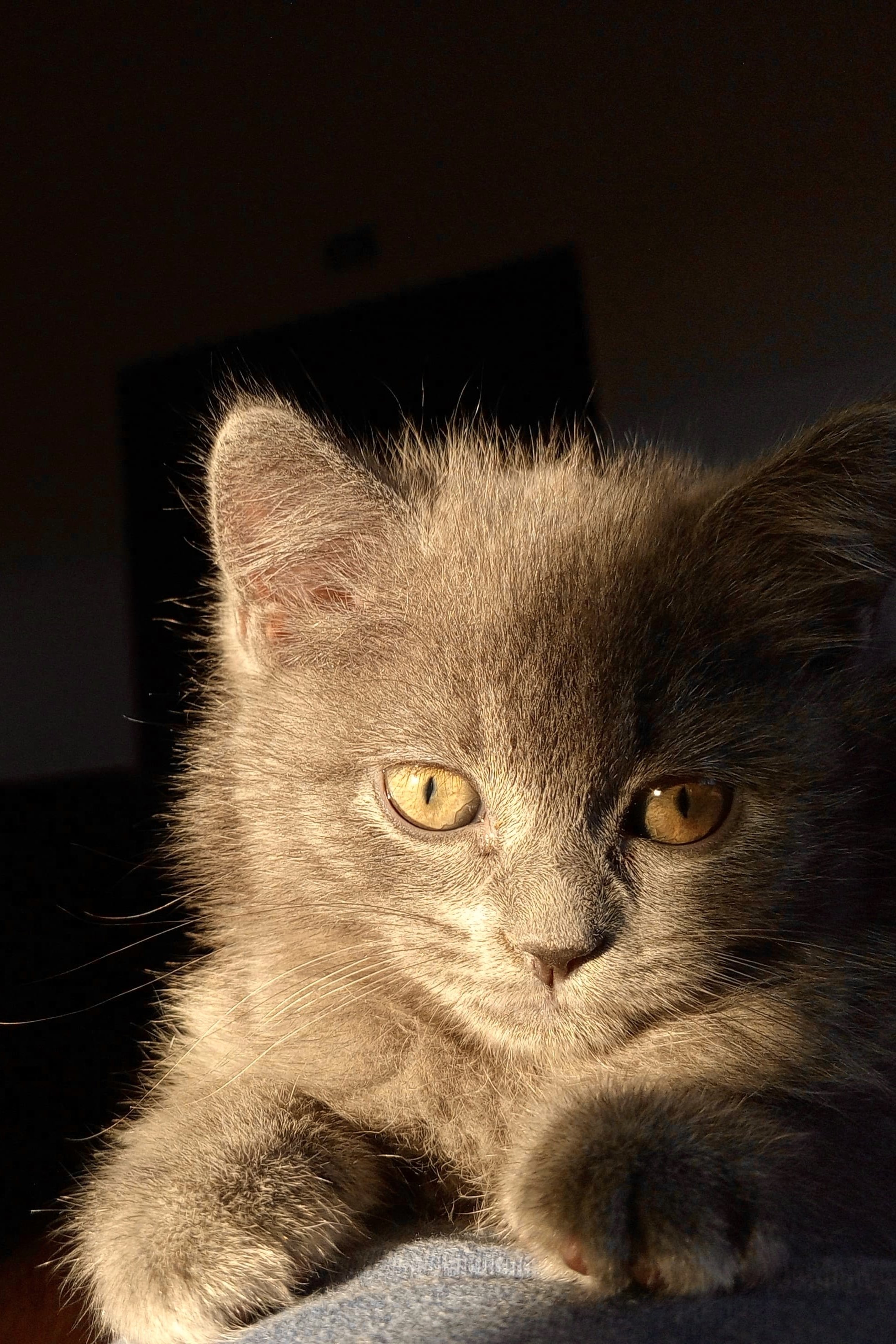 Peto image