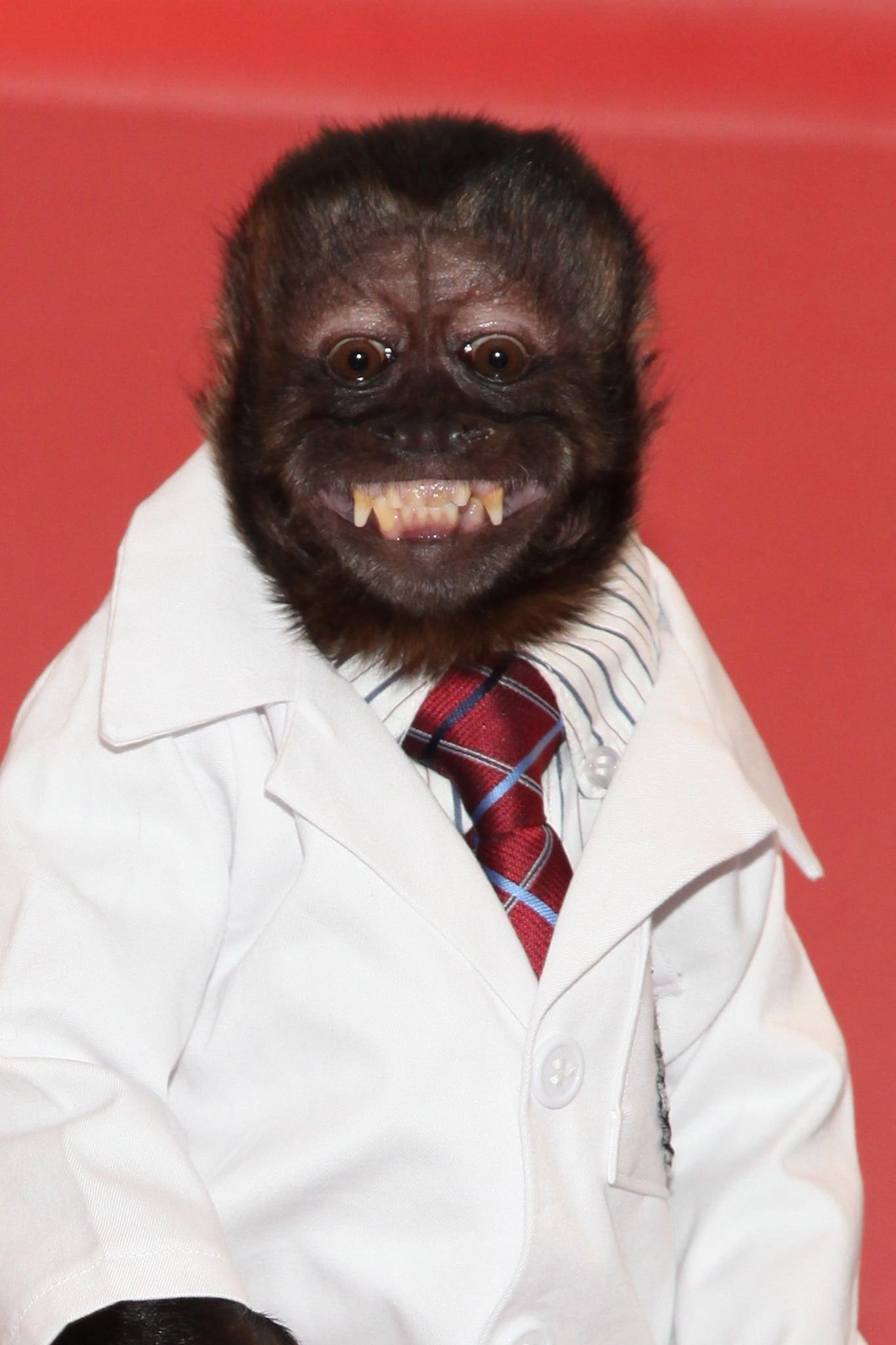 Crystal the Monkey image