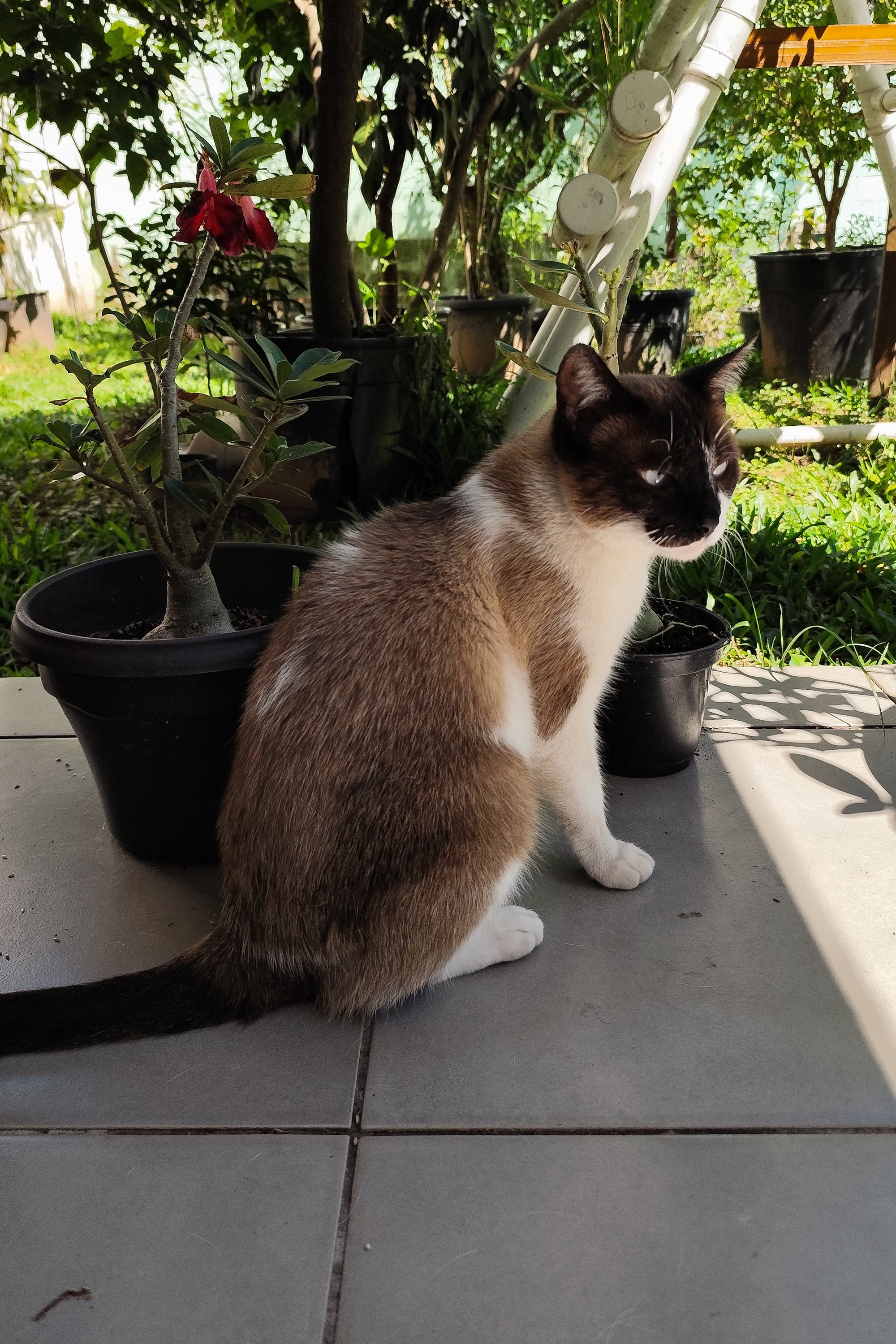 Miamia image