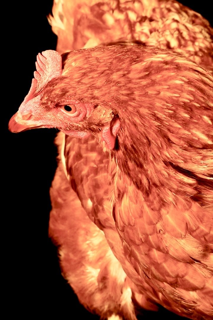 The Chicken image