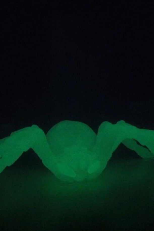 Spider