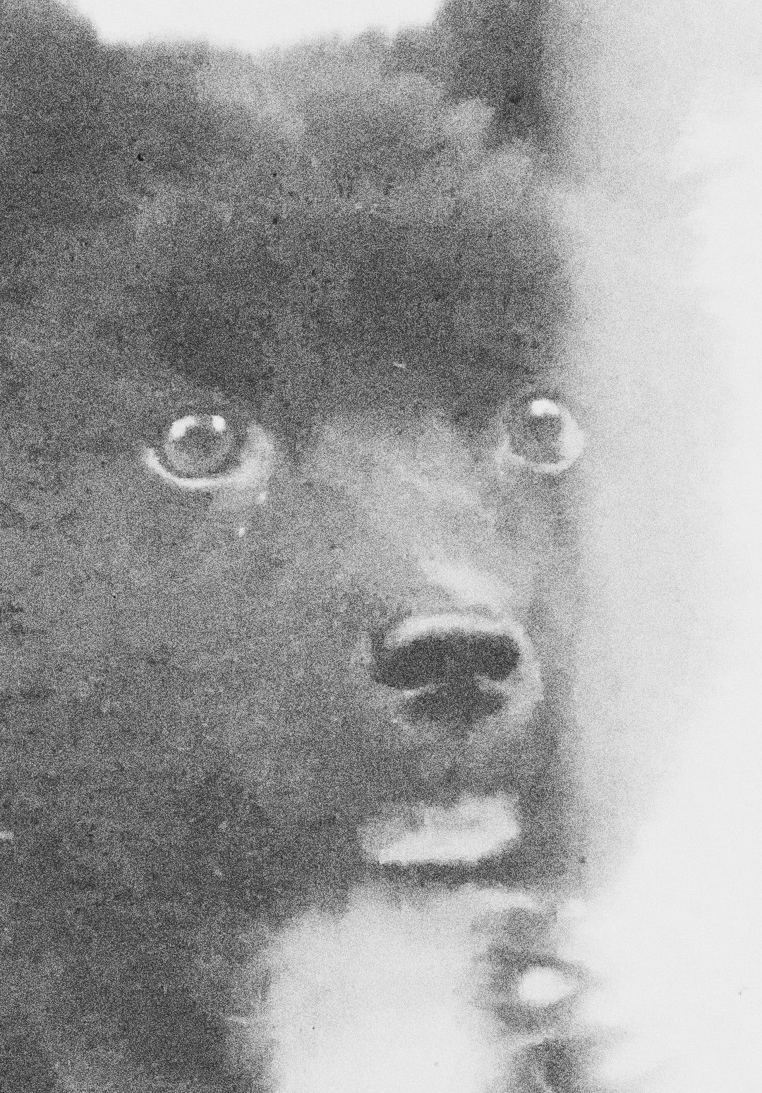 The Middle Dog's Day