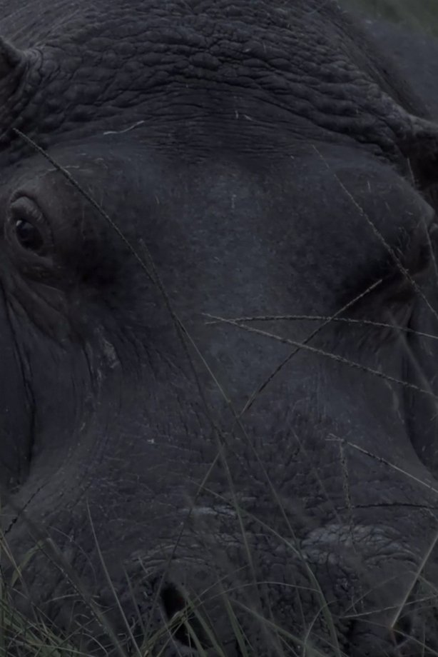 Hippos in Gravitas