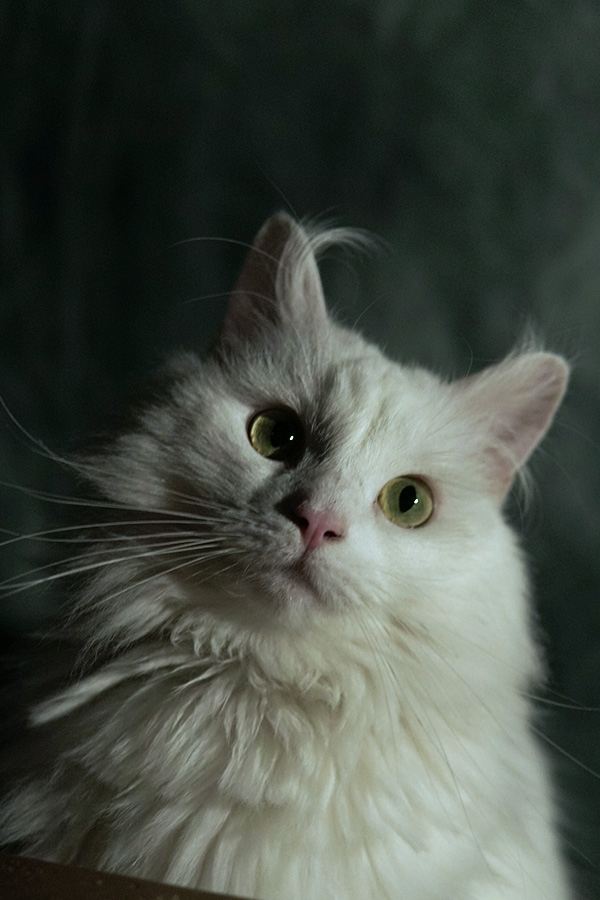 Coco image