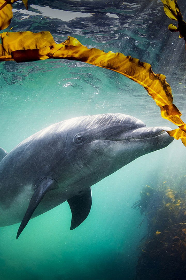 Why We Love Dolphins