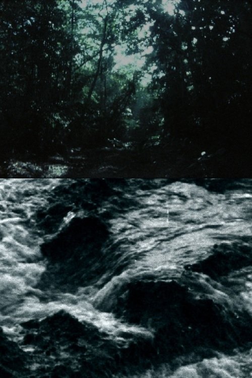 Ceiba
