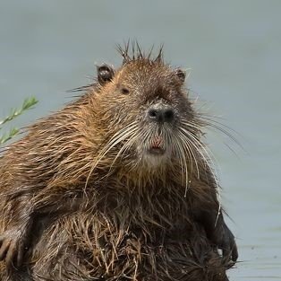 Walruse PFP