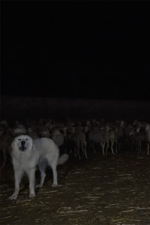 Wolves