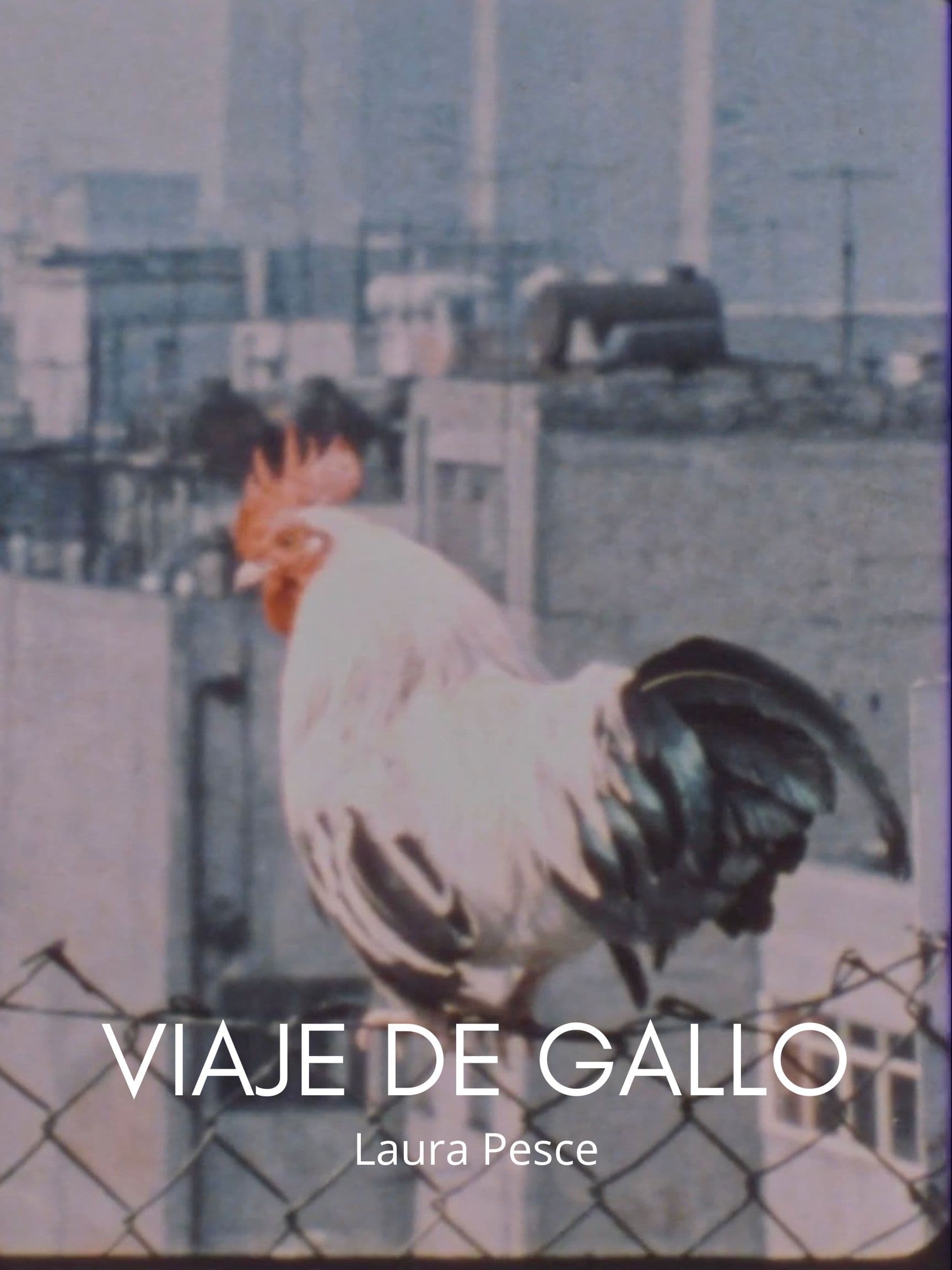 Rooster travel