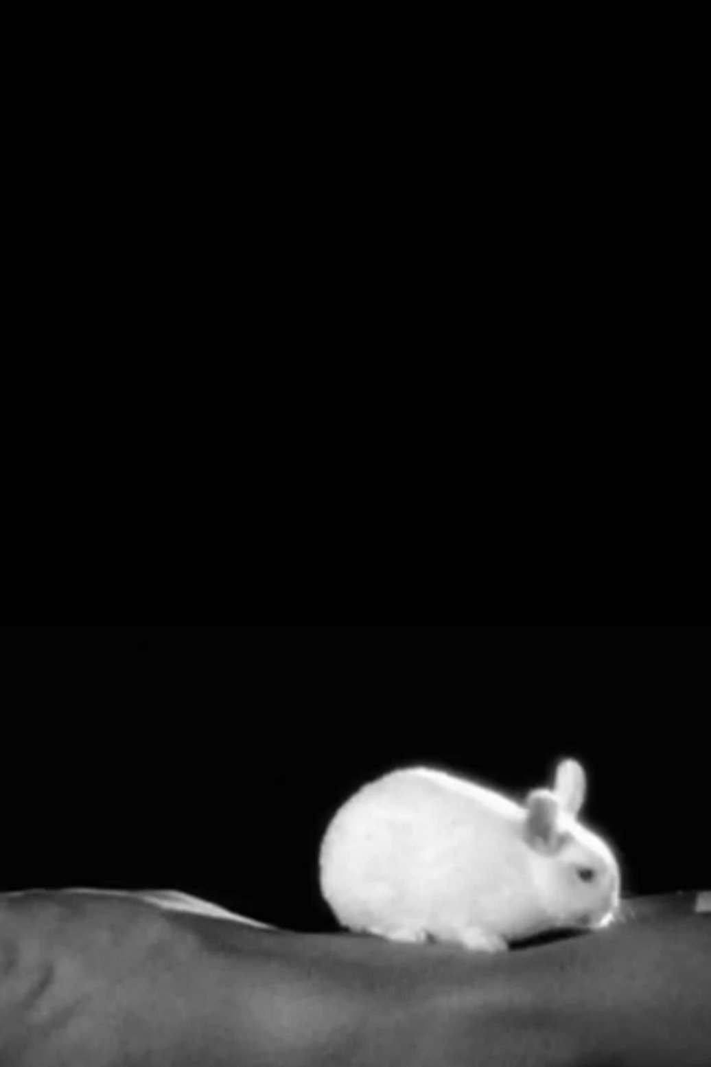 Year of the Rabbit