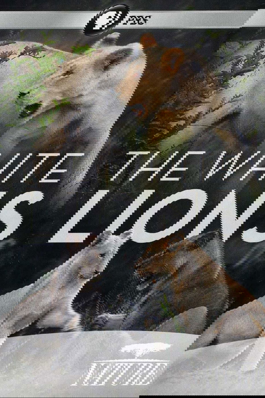 The White Lions