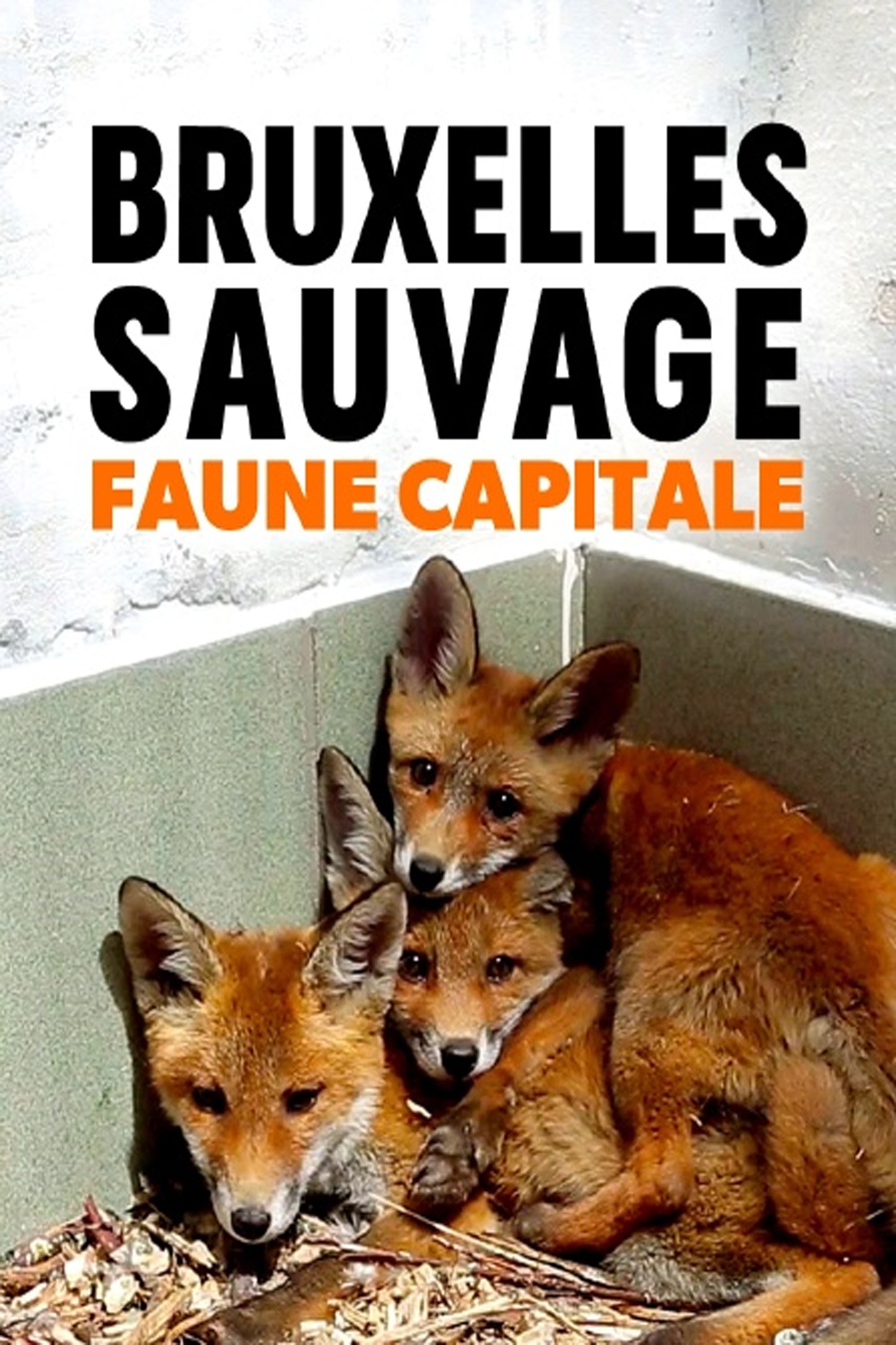 Brussels, the Wild Side