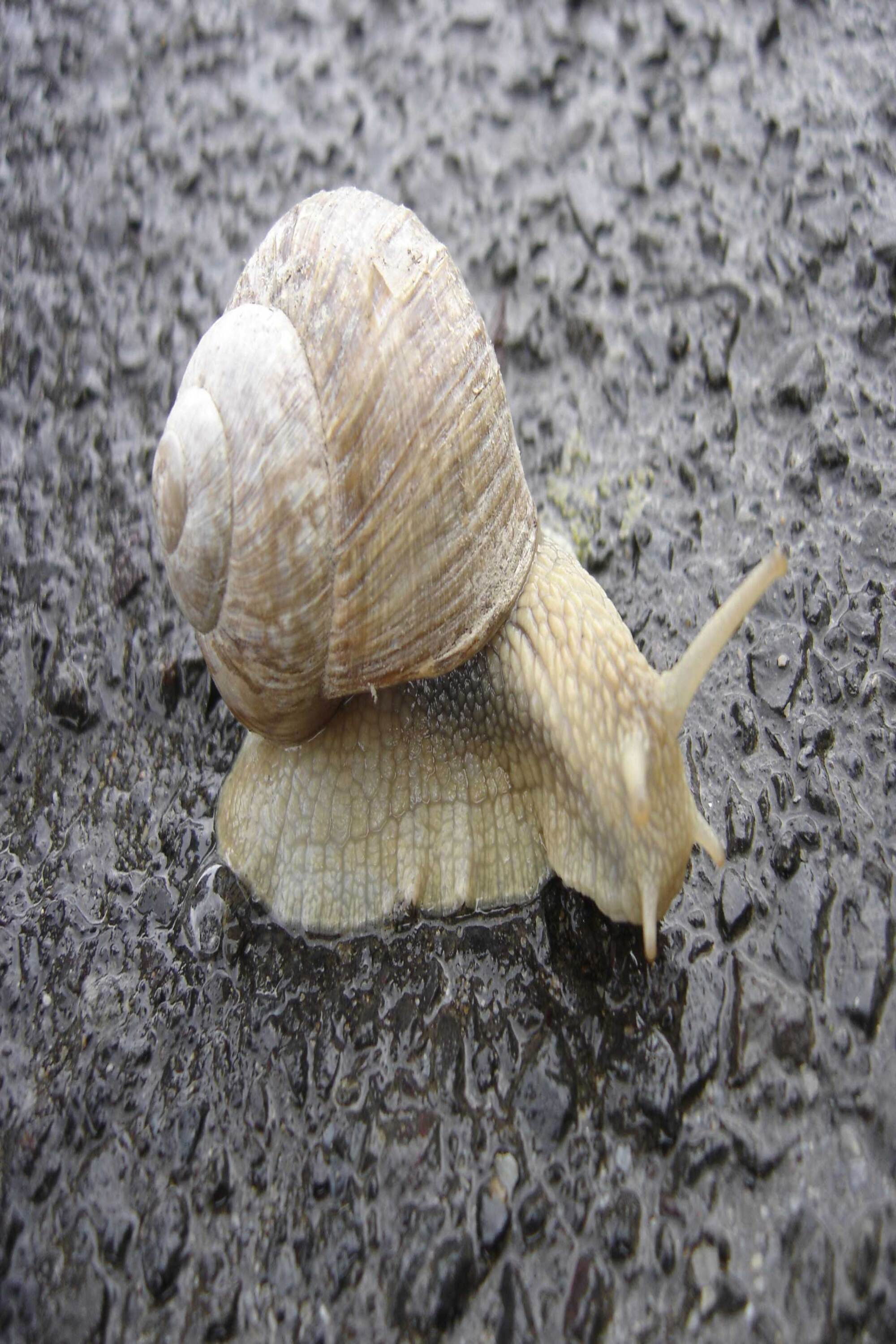 The Snail