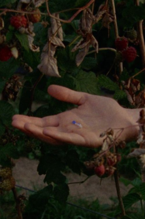 The Garden Had Not Disappeared