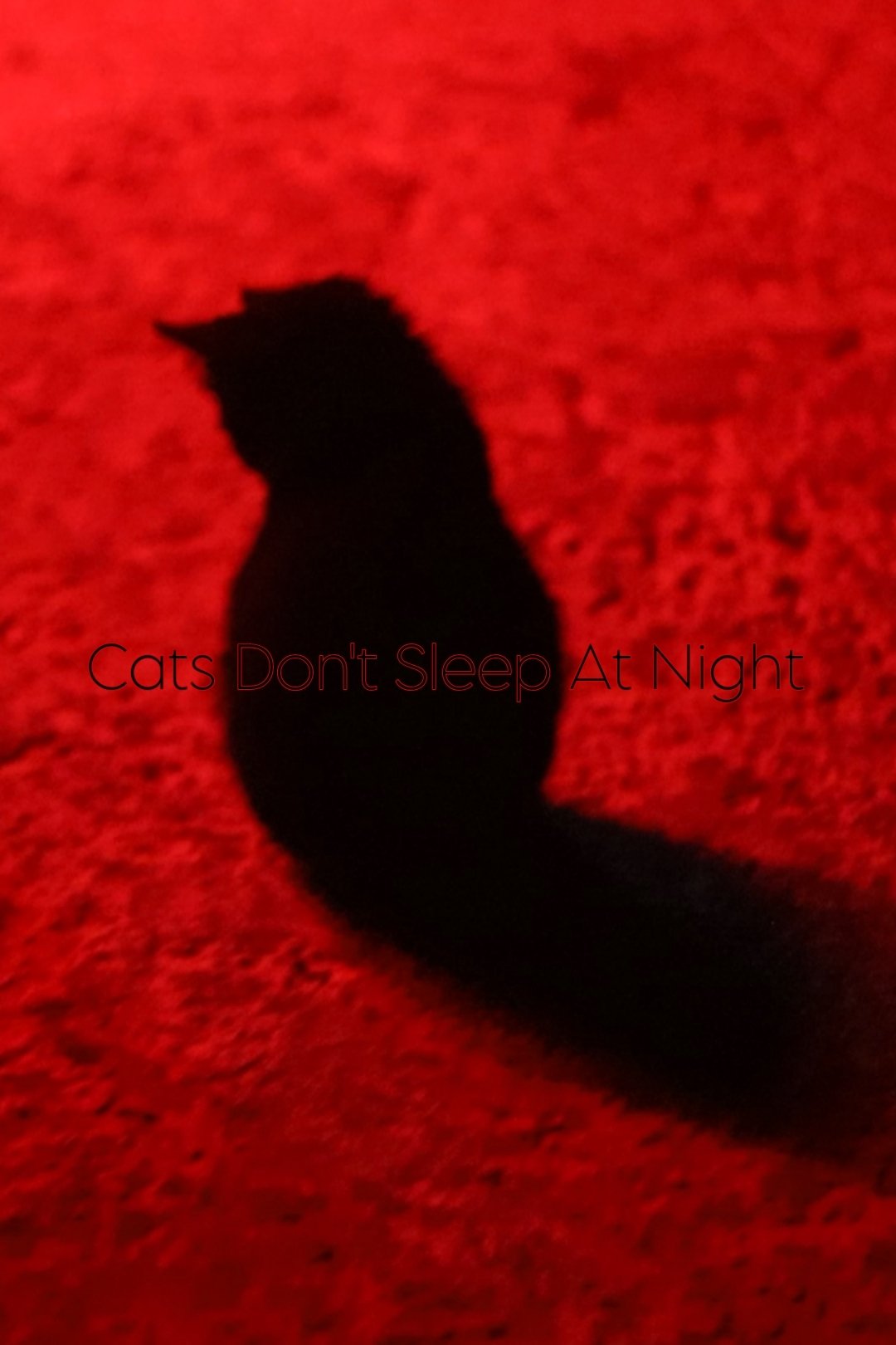 Cats Don't Sleep At Night