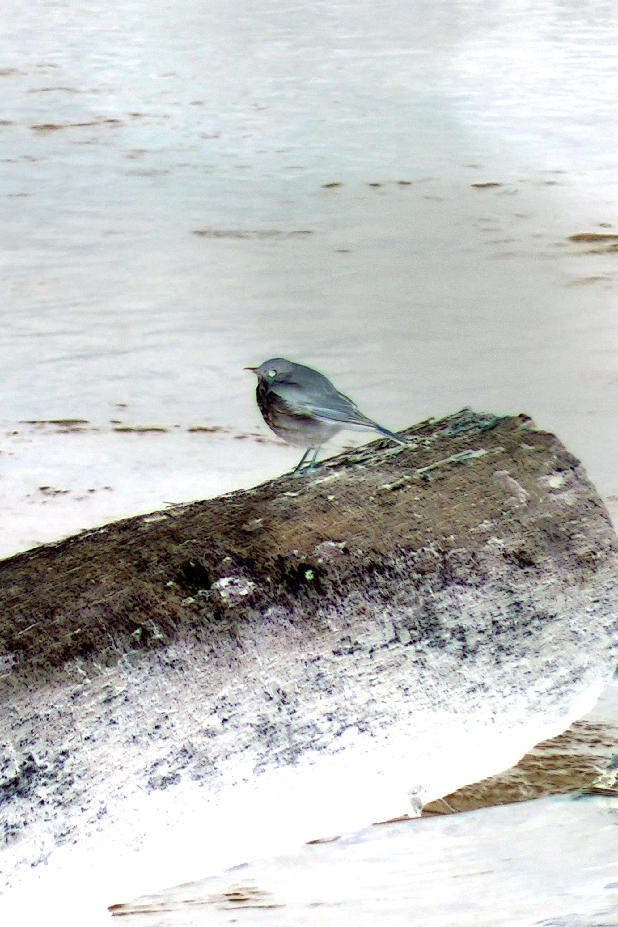 Hermit Thrush image