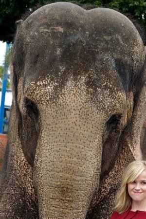 Tai the Elephant image