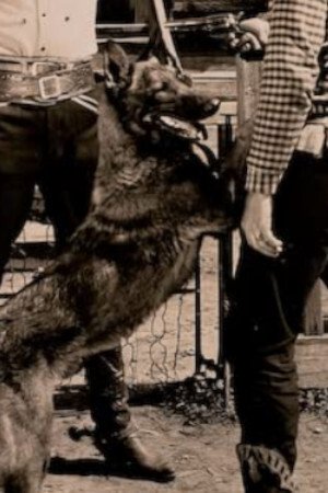 Dynamite the Dog image