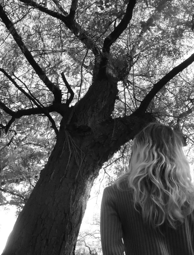 Arbol 2023