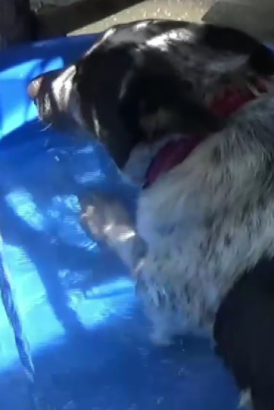Dog in a Swimming Pool