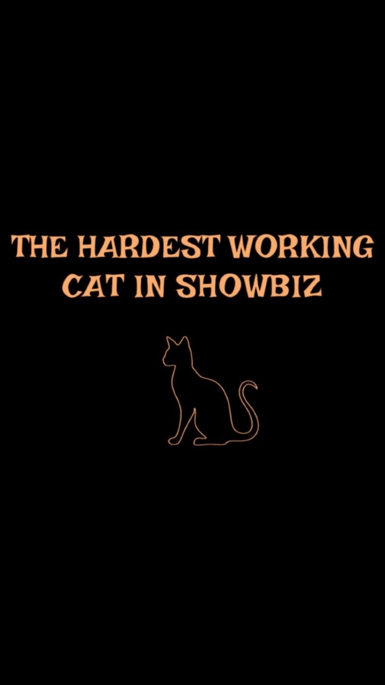 The Hardest Working Cat in Showbiz