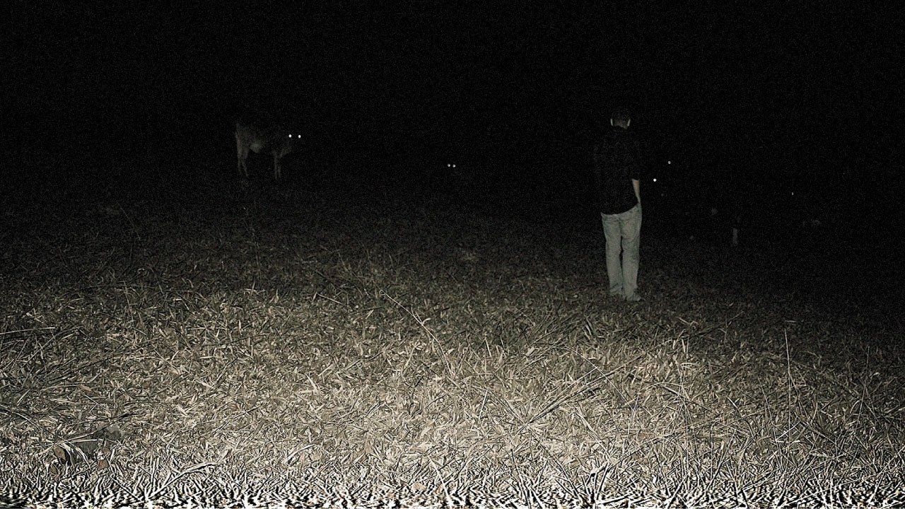 Predação Noturna