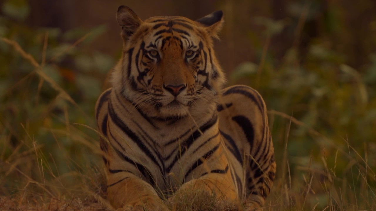 Sundarbans, le dernier royaume du tigre