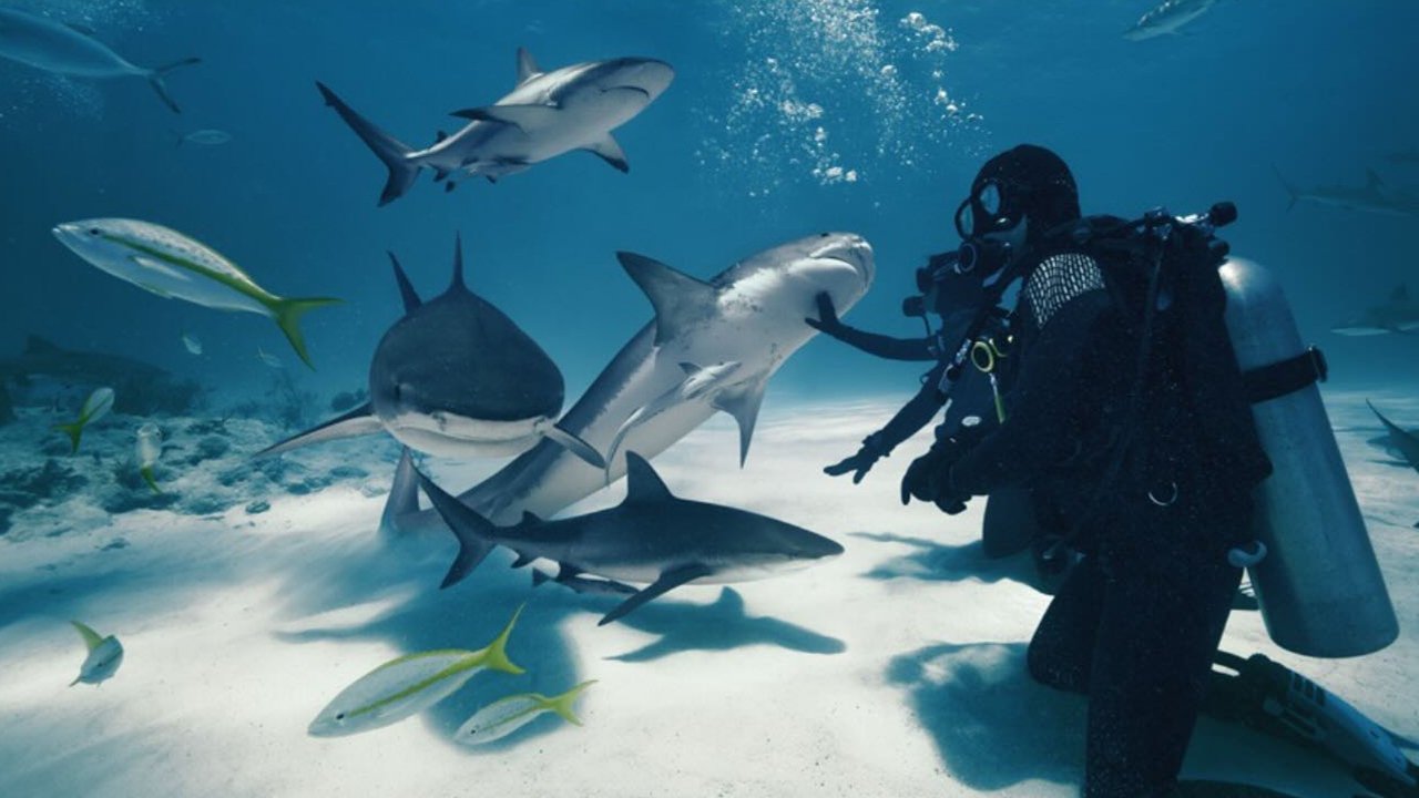 Wild Life - Sharks
