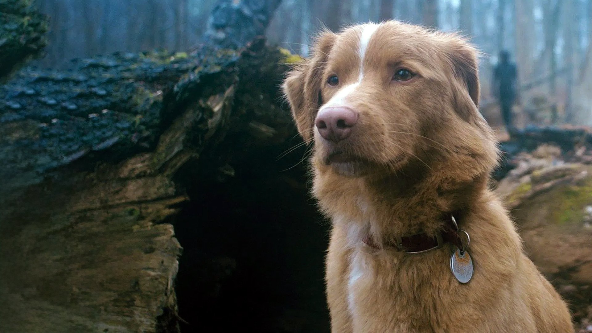 Good Boy