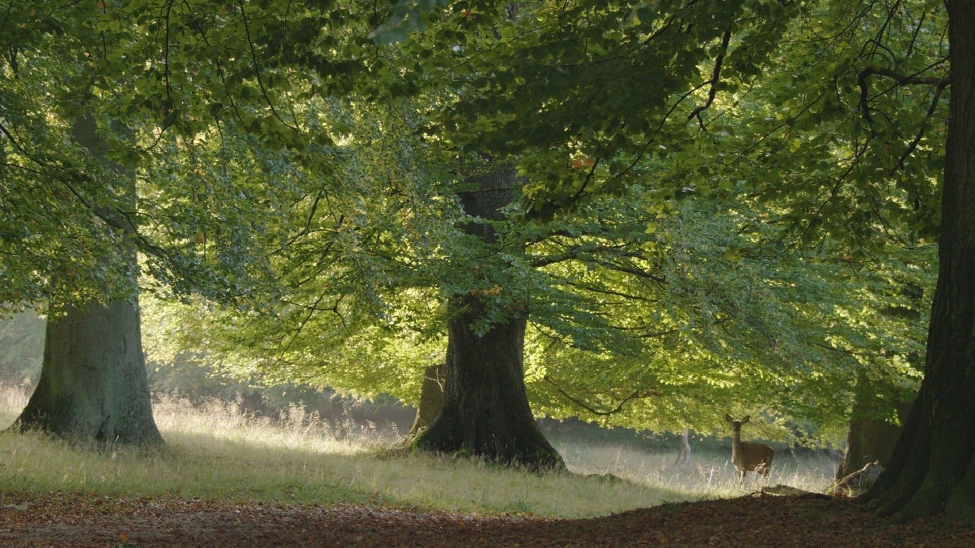 Das geheime Leben der Bäume (2020) . Film Wallpaper