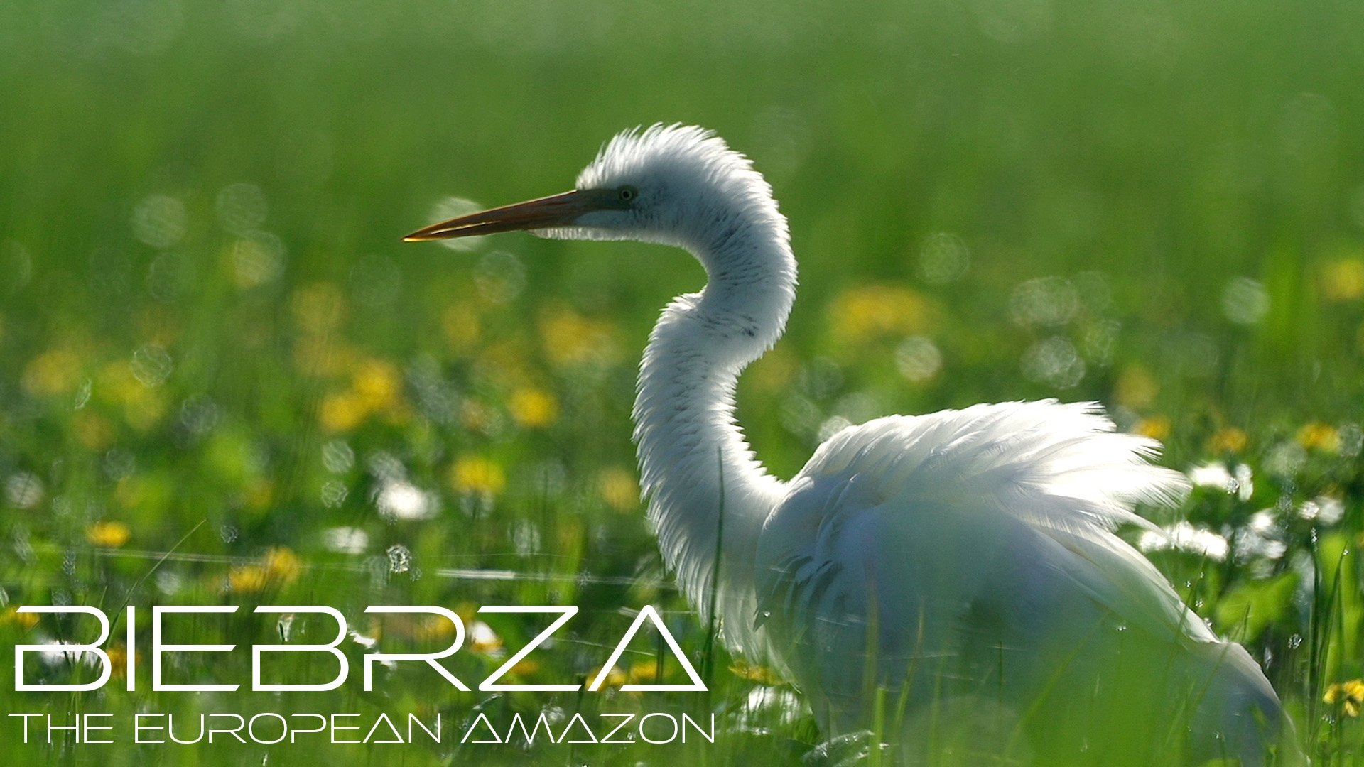 Biebrza: The European Amazon