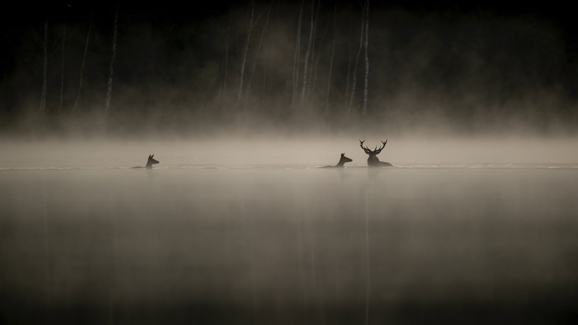 Whispers in the Woods