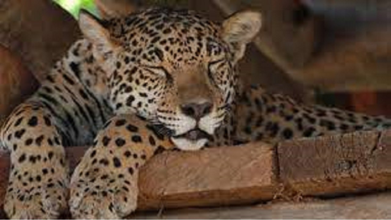 Jaguars, nés pour être libres