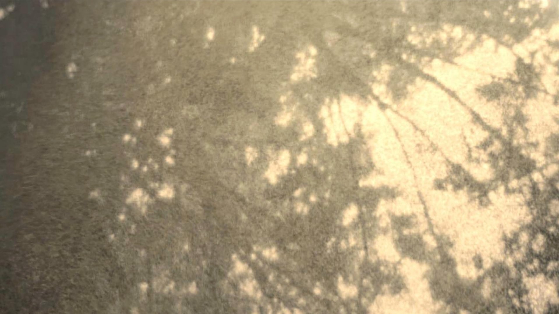 Wordless in Woods
