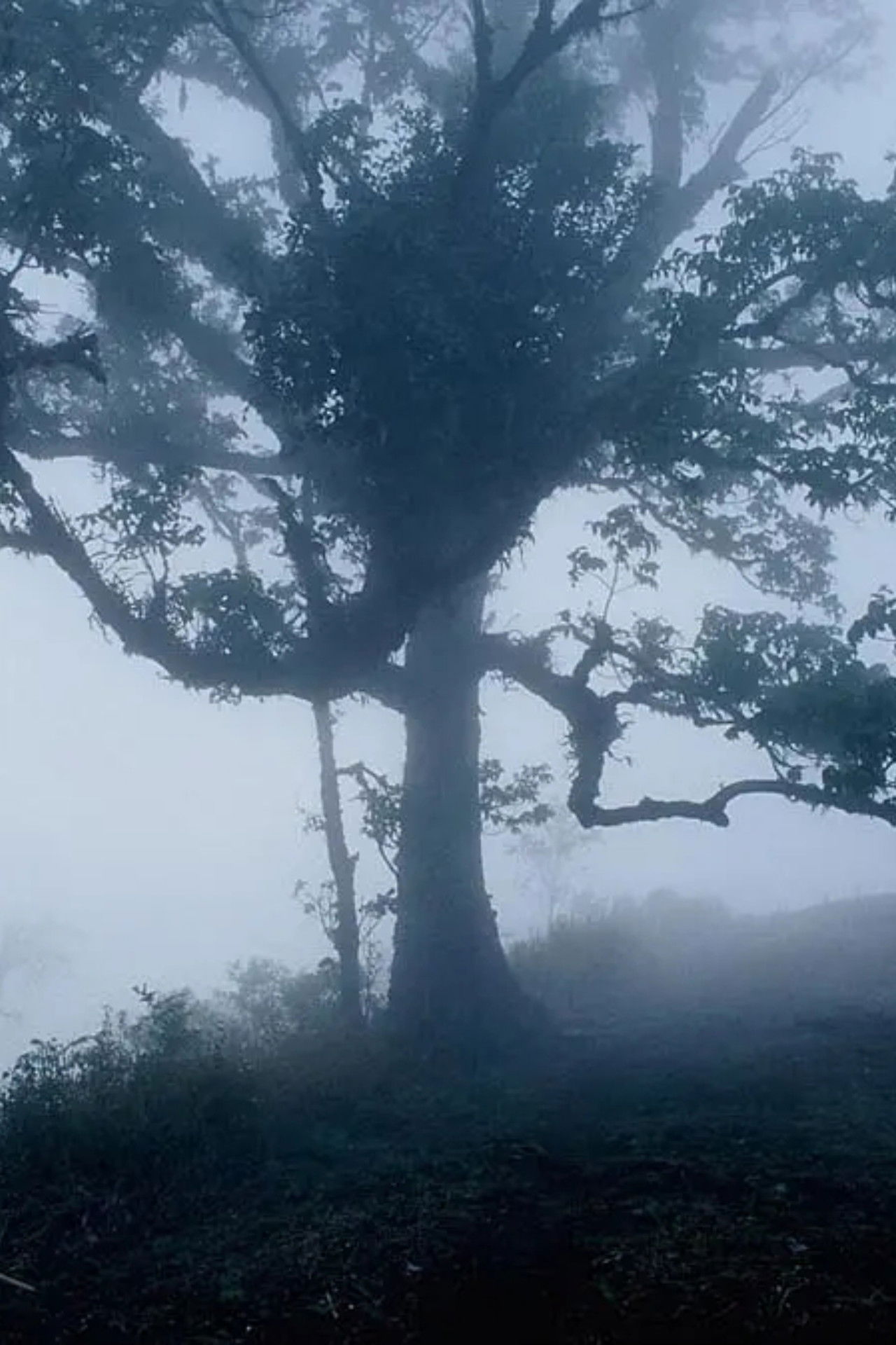 à¸ªà¸±à¸à¸§à¹à¸§à¸´à¸à¸²à¸¥