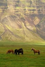 Die wilden Mustangs der Rocky Mountains