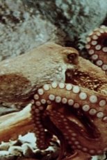 The Love Life of an Octopus