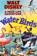 Water Birds