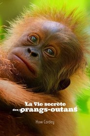 Image La Vie secrète des orangs-outans