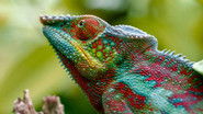 Madagascar or the Great Carnival of the Chameleons