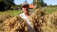 Windmill and Oat Harvest