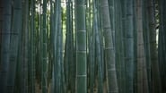 Bamboo Culture: New Life in Spring Enriches the Ancient Capital