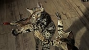 Pets: Wild At Heart: Playful Creatures