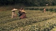 Les aventures de Robert Fortune ou comment le thÃ© fut vole aux Chinois