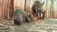 The Black Mambas: Saving the Rhino