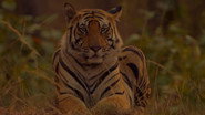 Sundarbans, le dernier royaume du tigre