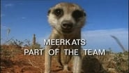 Meerkats: Part of the Team
