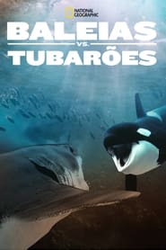 Image Baleias vs. Tubarões