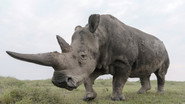 The Last Rhinos: A New Hope